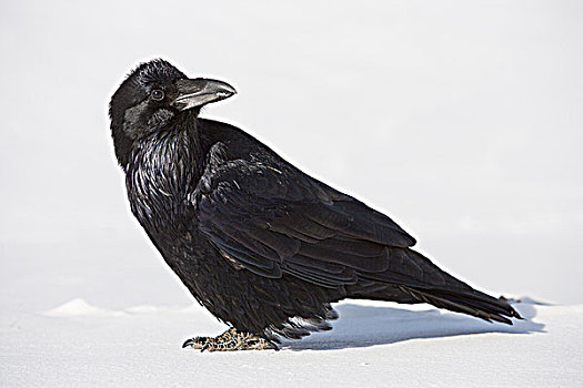 大乌鸦,渡鸦,哥伦比亚冰原,碧玉国家公园,艾伯塔省,加拿大