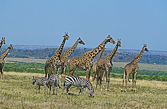 马赛长颈鹿,白氏斑马,马赛马拉,公园,肯尼亚