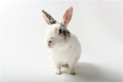 兔子,白色背景