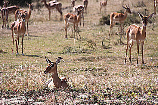 肯尼亚非洲大草原羚