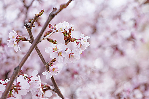 日本,樱花,特写,春天,照片