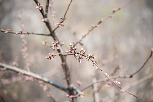 春季含苞待放的桃花花骨朵