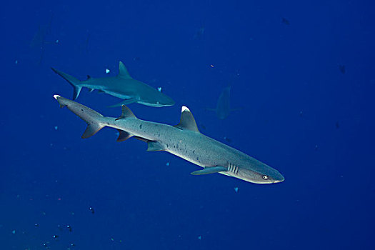灰三齿鲨,后面,灰礁鲨,帕劳,密克罗尼西亚,大洋洲