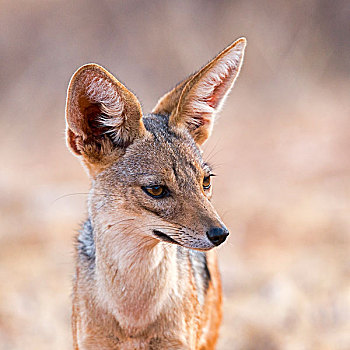 后背,豺,头像,萨布鲁国家公园,肯尼亚,非洲