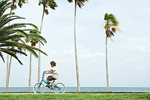 男孩,骑自行车,旁侧,棕榈树,侧面视角
