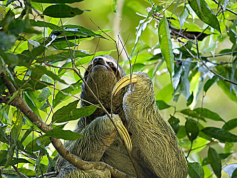 三趾树獭,哥斯达黎加