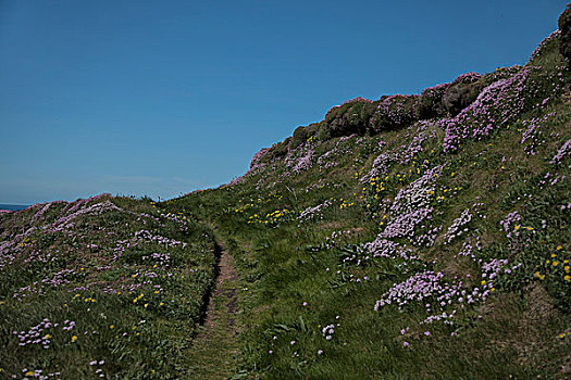 草地,野花,草,海岸,英格兰