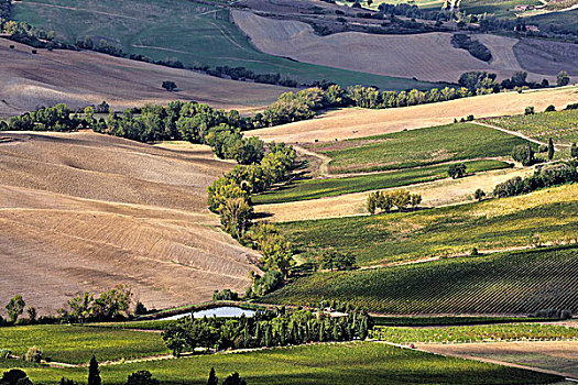俯视图,葡萄园,仰视,蒙蒂普尔查诺红葡萄酒,托斯卡纳,意大利