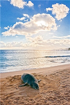 夏威夷,僧海豹,休息,坡伊普,海滩,考艾岛