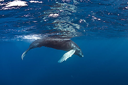 驼背鲸,大翅鲸属,鲸鱼,幼兽,银,堤岸,多米尼加共和国,北美