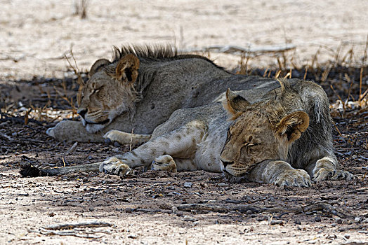狮子,两个,幼兽,雄性,睡觉,荫凉,热,卡拉哈迪大羚羊国家公园,北开普,南非,非洲