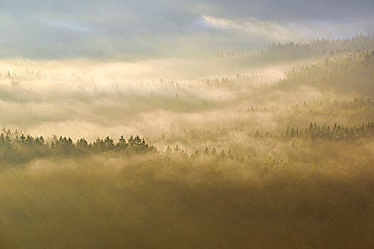 雾,上方,树梢,早晨,亮光,树林,砂岩,山,撒克逊瑞士,萨克森,德国,欧洲