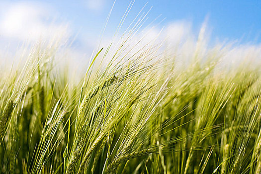 小麦,作物,风