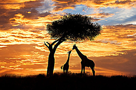 成年,幼小,长颈鹿,肯尼亚,东非
