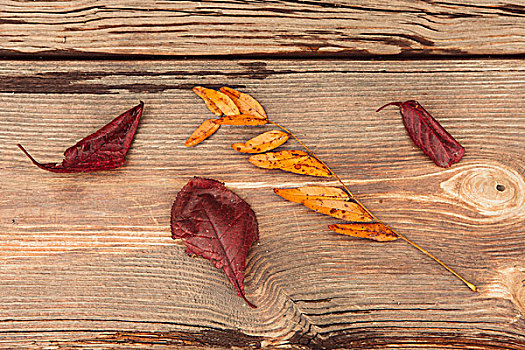 秋叶,木头,特写,木制长椅