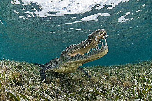 美洲鳄,鳄鱼,鳄属,清晰,水,加勒比,生物保护区,墨西哥