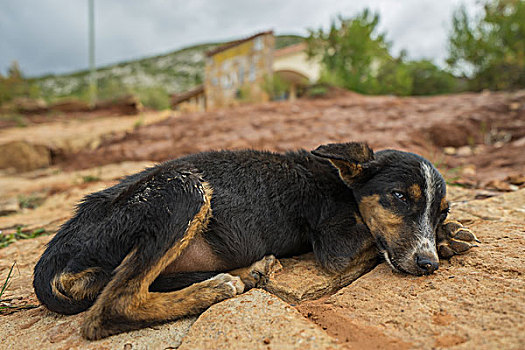 年轻,狗,饥饿,国家公园,玻利维亚