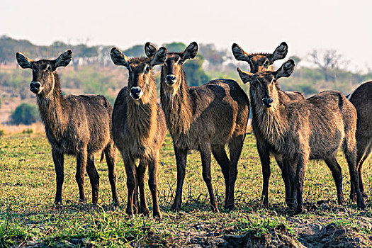 博茨瓦纳,乔贝国家公园,水羚,放牧,靠近,乔贝,河