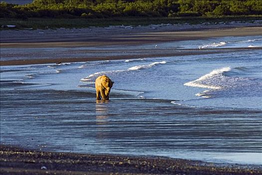 棕熊,走,海岸线,区域,卡特麦国家公园,阿拉斯加