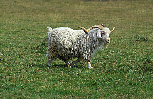 安哥拉山羊,驯服,山羊,产生,毛织品