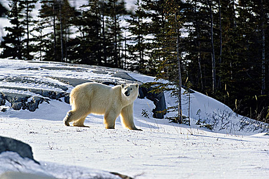 北极熊,走,雪中,丘吉尔市,加拿大