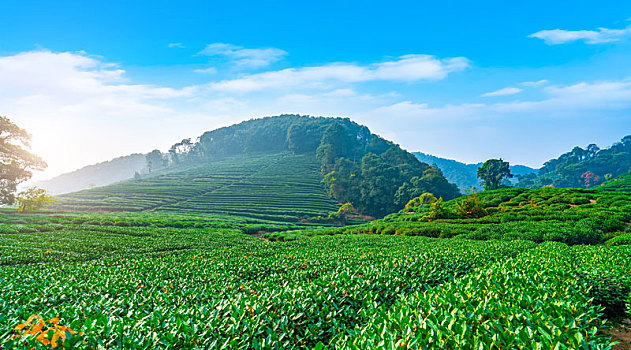 杭州龙井茶乡基地