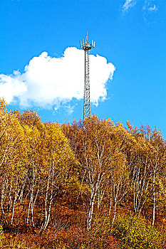 中国北方秋天蓝天白云下整齐挺拔发黄的白桦林和无线通讯塔