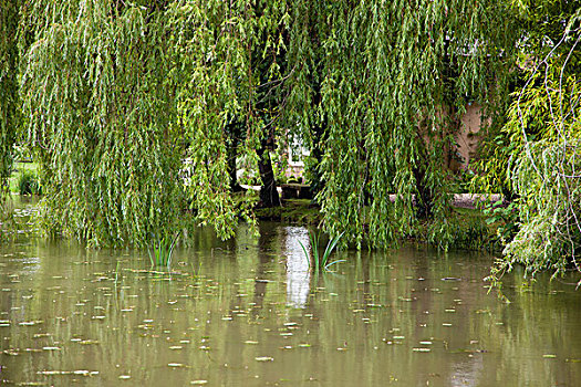 柳树,树,旁侧,水塘