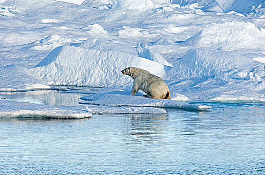 北极熊,攀登,室外,水,浮冰