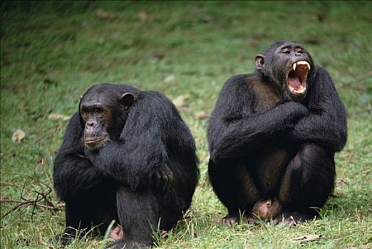 黑猩猩,类人猿,互动,冈贝河国家公园,坦桑尼亚,非洲