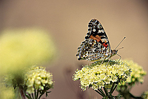 姬红蛱蝶,花,省立公园,不列颠哥伦比亚省,加拿大