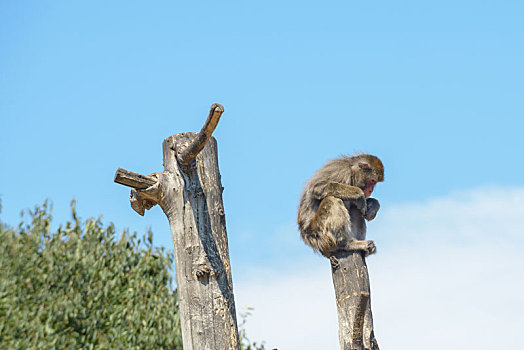 猴子,坐在树上