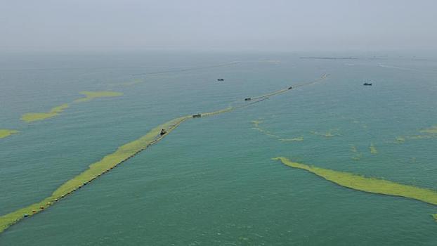 山东省日照市,渔船海上打捞浒苔繁忙有序