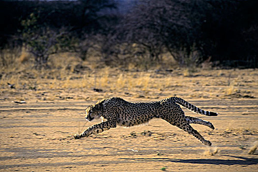 纳米比亚,印度豹