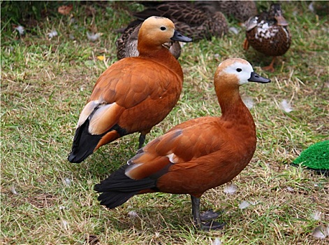 漂亮,褐色,鸭子,站立,一起