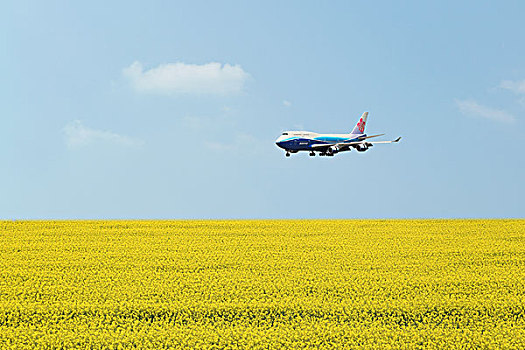 油菜花,飞机