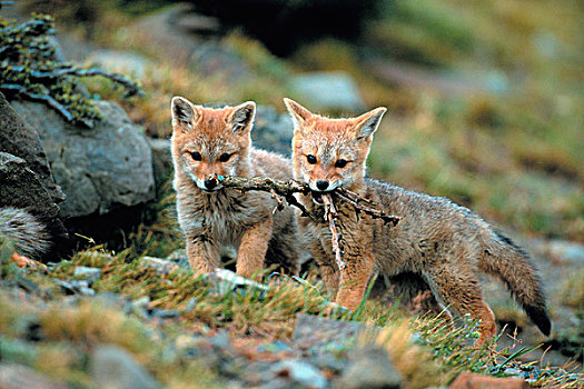 南美,智利,托雷德裴恩国家公园,幼仔,狐狸