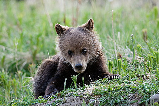 大灰熊,棕熊,幼兽,西部,艾伯塔省,加拿大