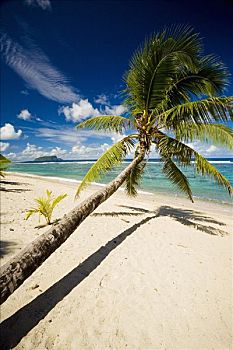 棕榈树,海滩,乌波卢岛,萨摩亚群岛