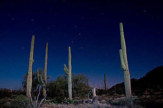 树形仙人掌,仙人掌,荒芜,夜晚,西部,萨瓜罗国家公园,索诺拉沙漠,亚利桑那,美国