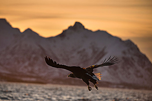 白尾鹰,白尾海雕,飞行,猎捕,鱼,罗弗敦群岛,诺尔兰郡,挪威
