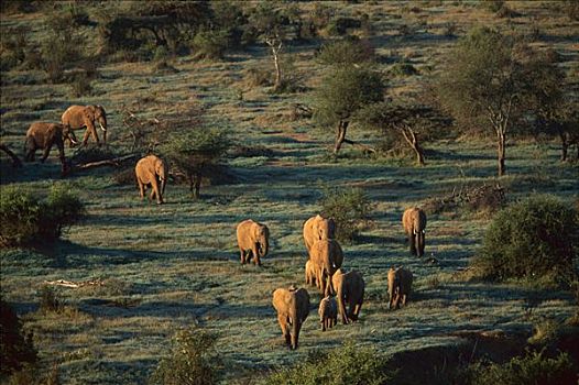 非洲象,牧群,走,树林,萨维提,乔贝国家公园,博茨瓦纳