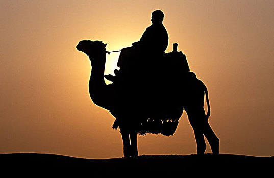 骑骆驼,日落,吉萨金字塔,埃及