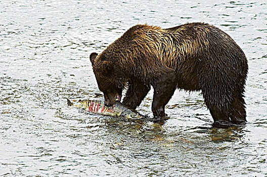 大灰熊,棕熊,成年,三文鱼,雄性,抓住,鱼,溪流,物种,罐,秤重,通加斯国家森林,阿拉斯加,美国