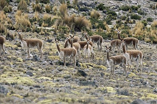 小羊驼,牧群,南美大草原,自然保护区,山脉,秘鲁