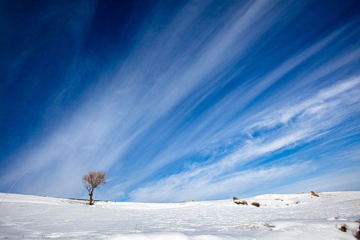 江布拉克的云与树