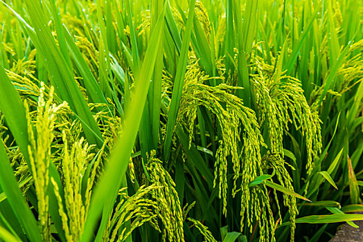 成熟中的稻子