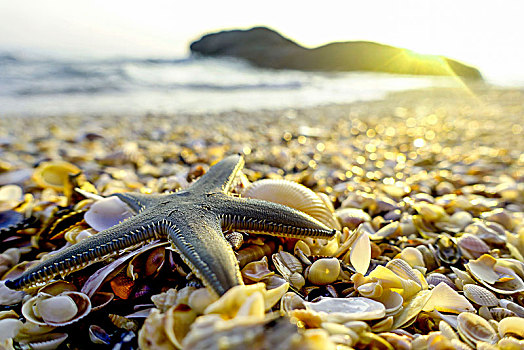 壳,海星,海滩