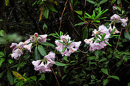 高山杜鹃花