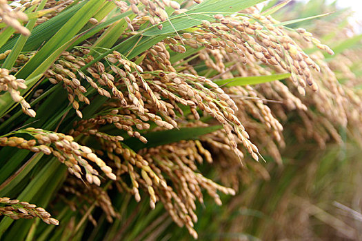 稻米,沉甸甸稻穗